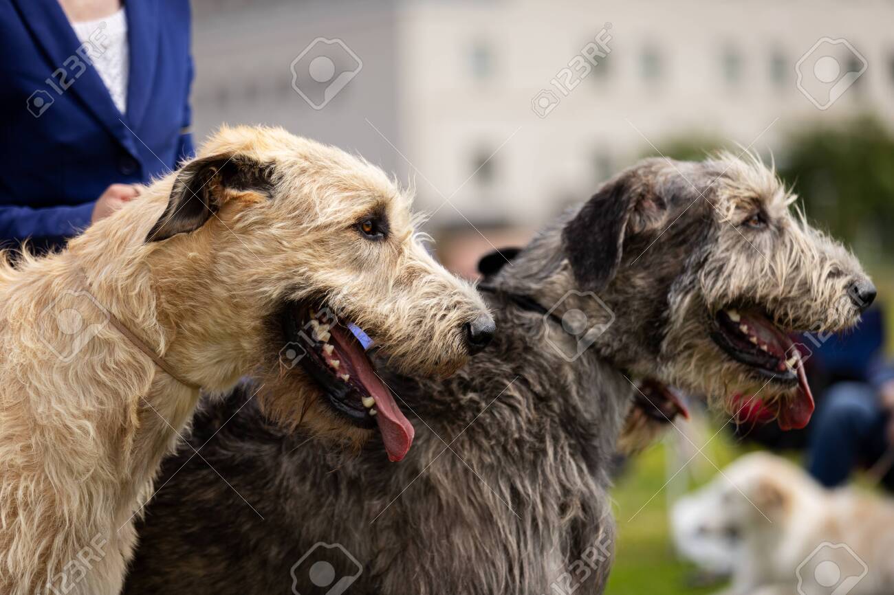 cream irish wolfhound