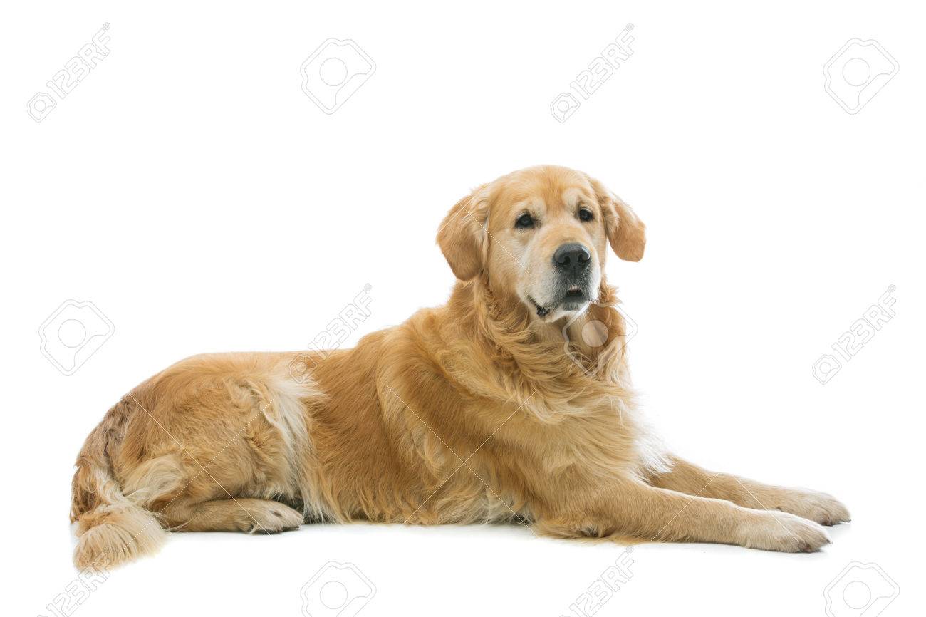 古い Beautiul ゴールデンレトリーバー犬が横になっています 白い背景に分離されました 領域をコピーします の写真素材 画像素材 Image 古い Beautiul ゴールデンレトリーバー犬が横になっています 白い背景に分離されました 領域をコピーします の写真素材 画像素材 Image