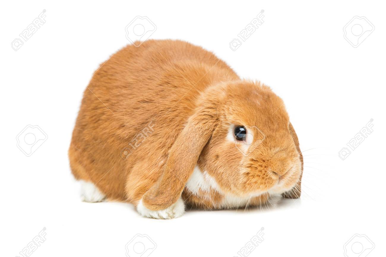 Entzuckende Rote Haus Hangeohrigen Kaninchen Uber Weissem