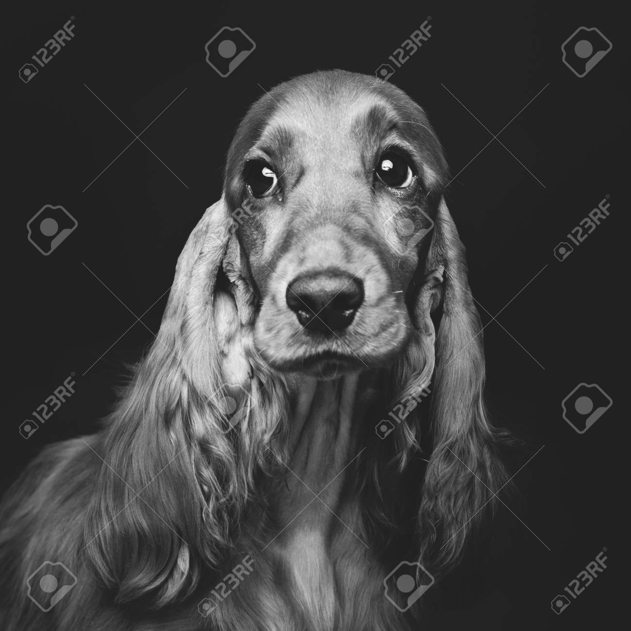 Retrato De Hermoso Perro Cocker Spaniel Ingles Marron Joven Sobre Fondo Negro Tiro De Cerca Estudio Espacio De La Copia Monocromo Fotos Retratos Imagenes Y Fotografia De Archivo Libres De Derecho Image