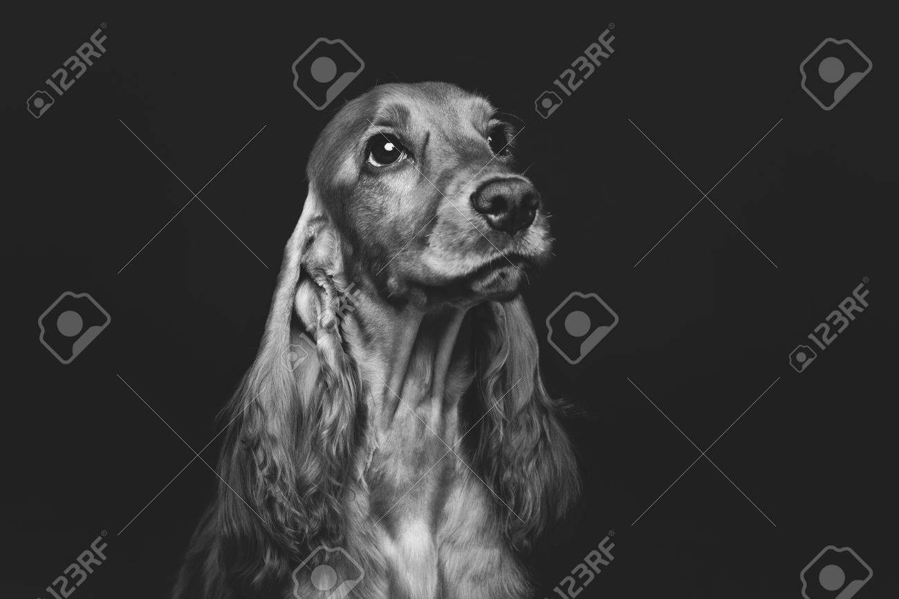 Retrato De Hermoso Perro Cocker Spaniel Ingles Marron Joven Sobre Fondo Negro Tiro De Cerca Estudio Espacio De La Copia Monocromo Fotos Retratos Imagenes Y Fotografia De Archivo Libres De Derecho Image
