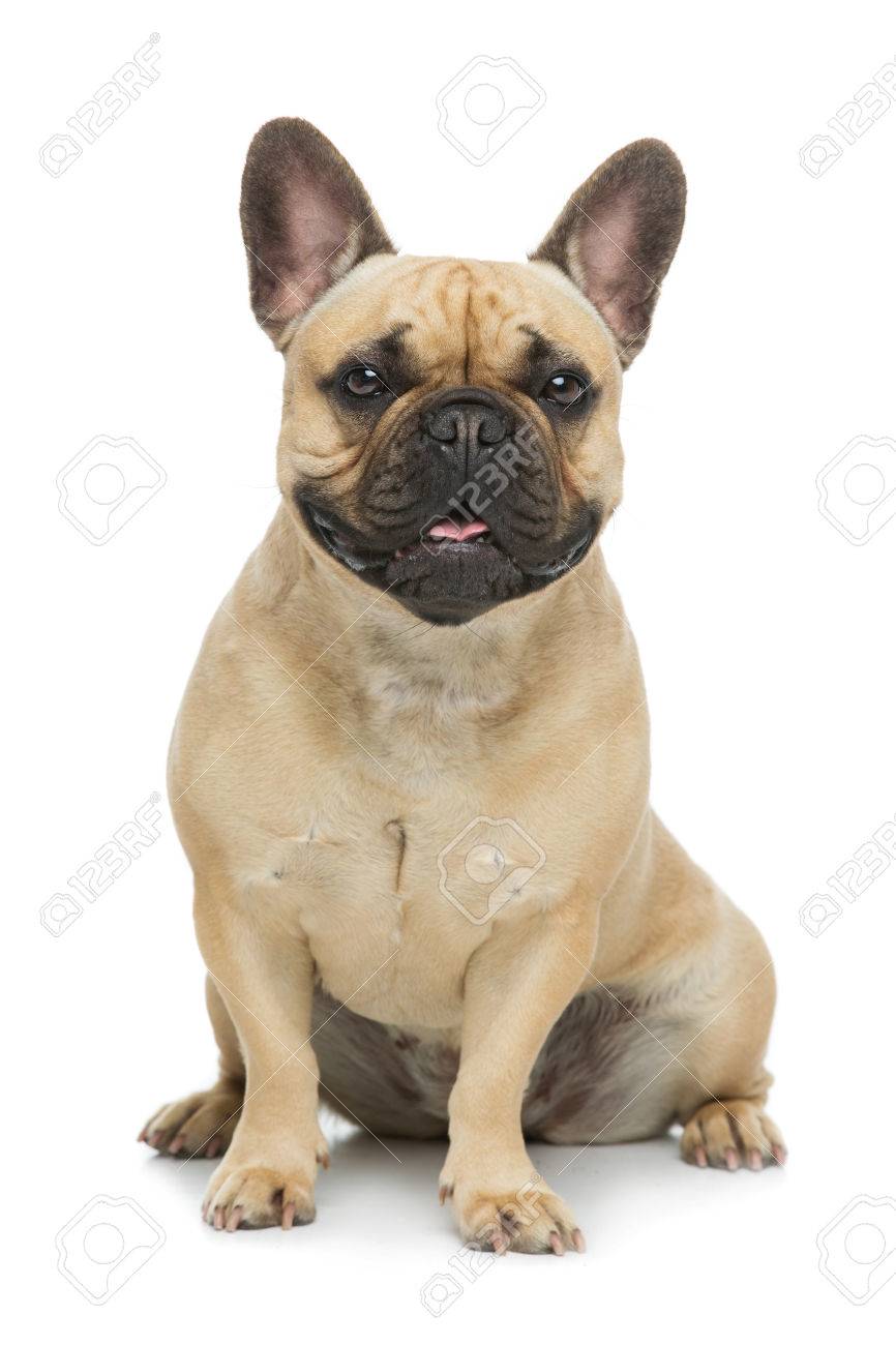Portrait of beautiful young French buldog girl dog. Isolated over white background. Studio shot. Copy space. - 66653317 Portrait of beautiful young French buldog girl dog. Isolated over white background. Studio shot. Copy space. - 66653317