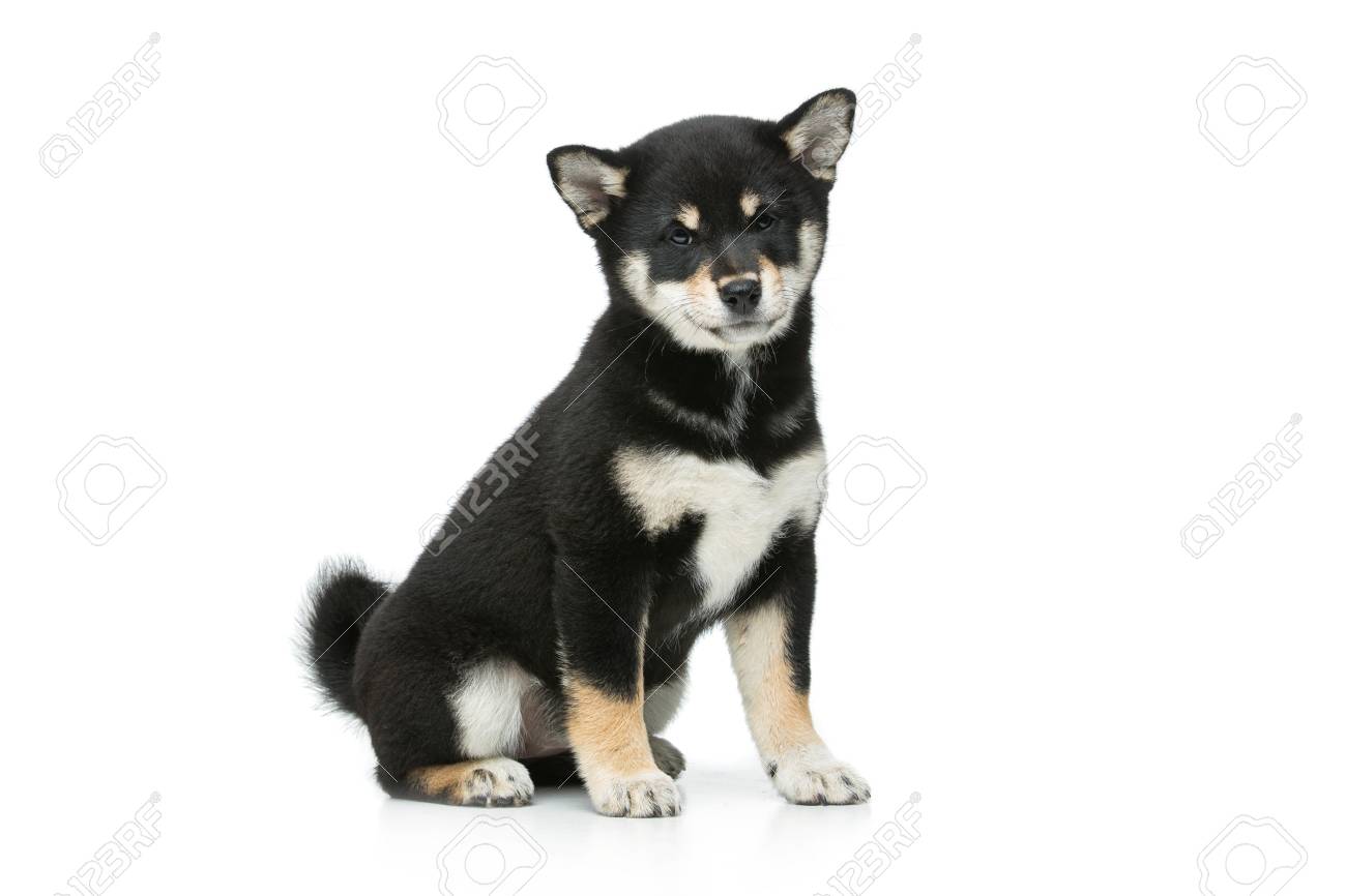 Beautiful Black Japanese Shiba Inu Puppy Dog Sitting Isolated