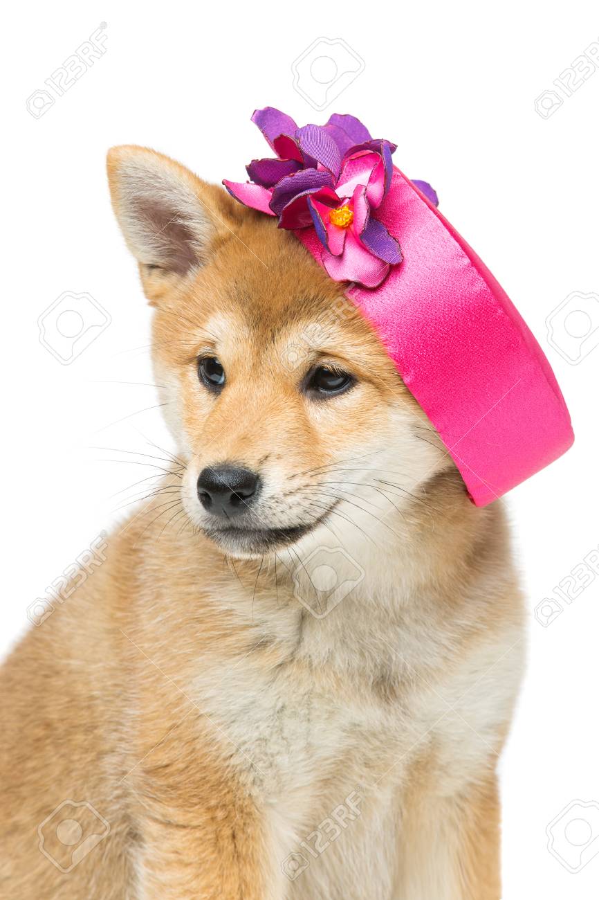 dog with pink hat
