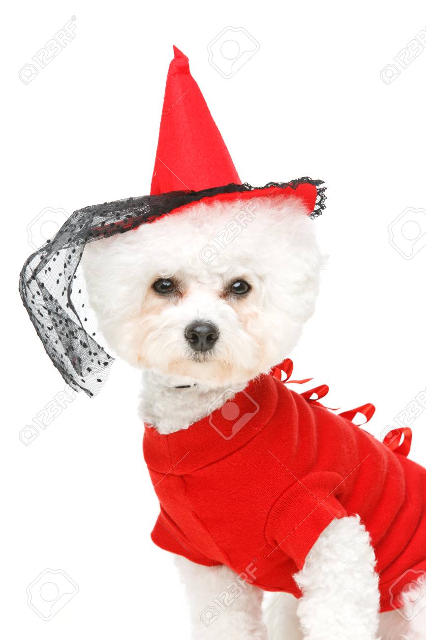 bichon costume