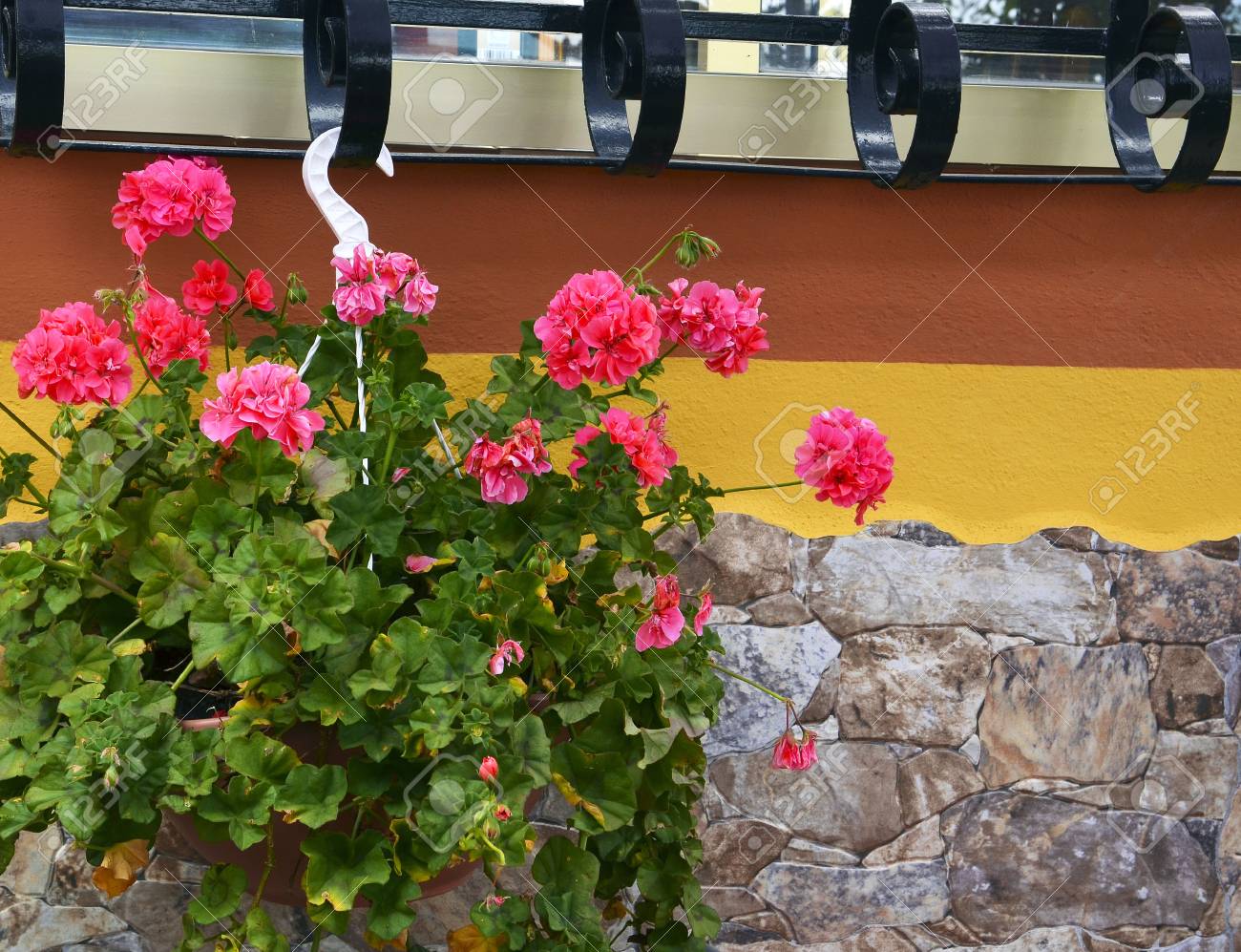 geranium plant with pink flowers in hanging flower pot on stone