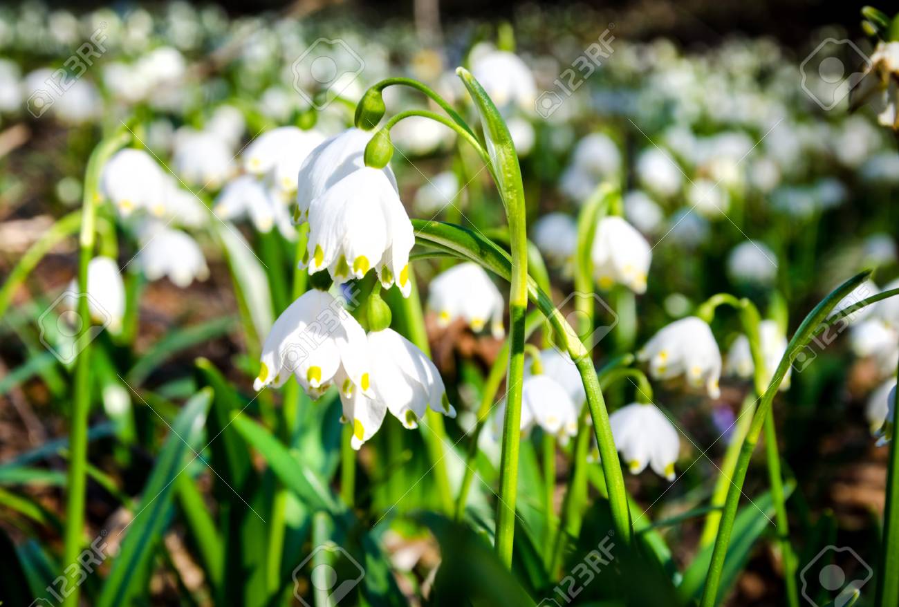 the first flowers of spring snowdrops flowers on a background