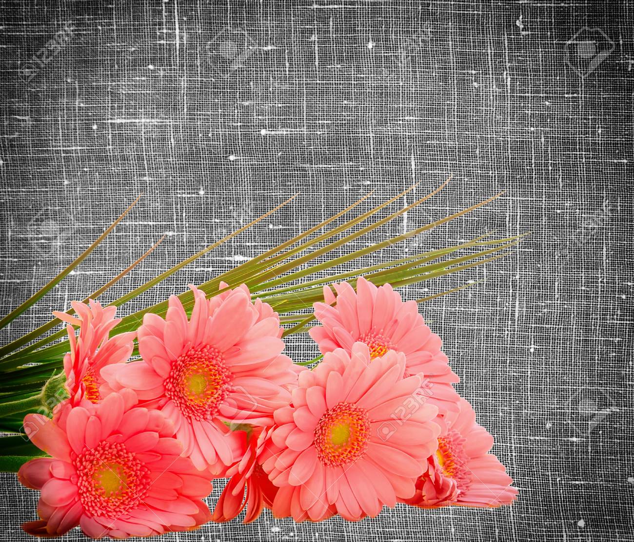 ガーベラの花 の写真素材 画像素材 Image