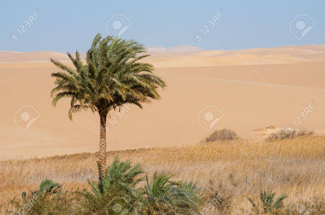 Oasis In Sahara Desert In Egypt, Dry And Isolated Landscape Stock Photo,  Picture and Royalty Free Image. Image 54772474., image size:1300x863