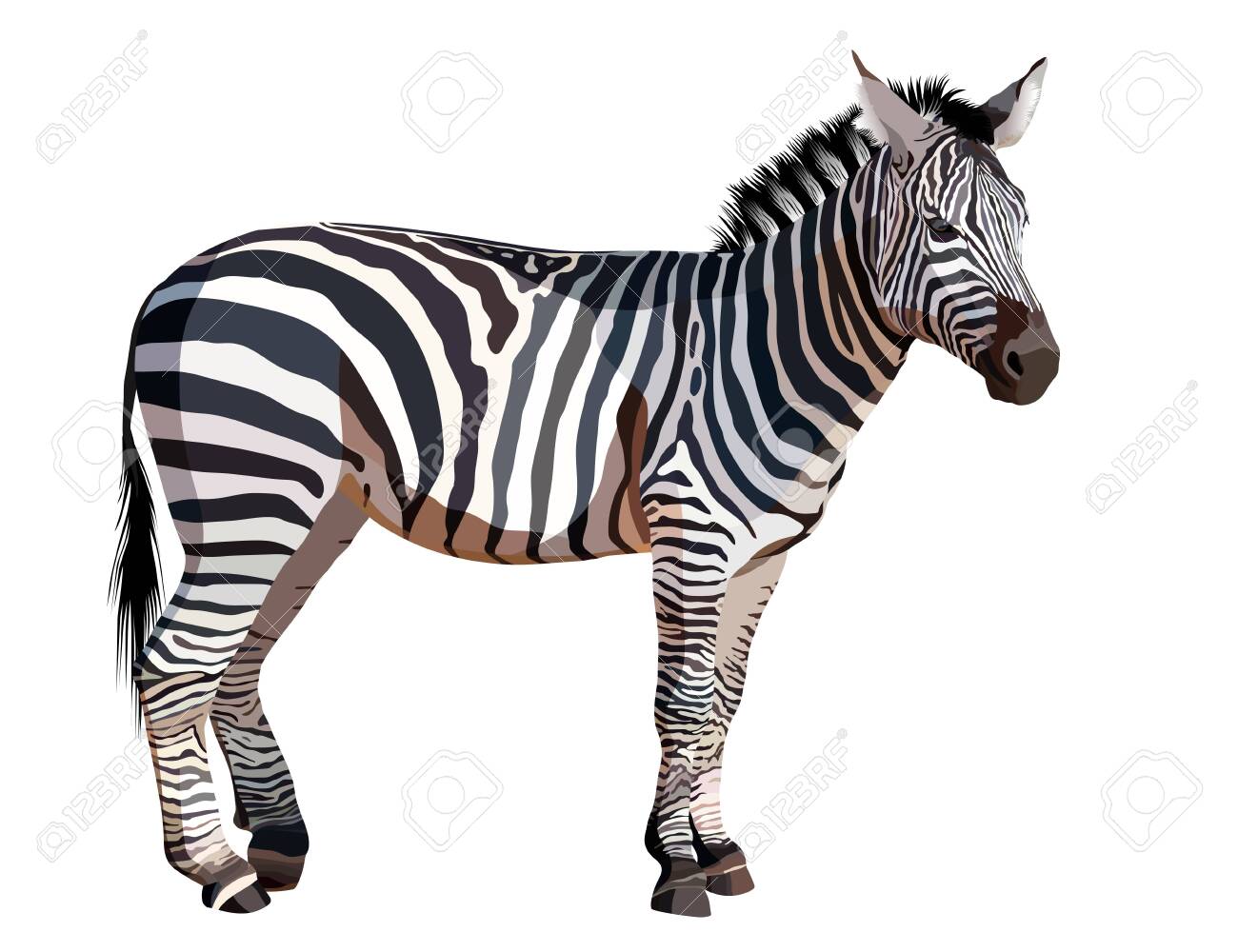 African zebra on white background vector illustration - 121009827 African zebra on white background vector illustration - 121009827
