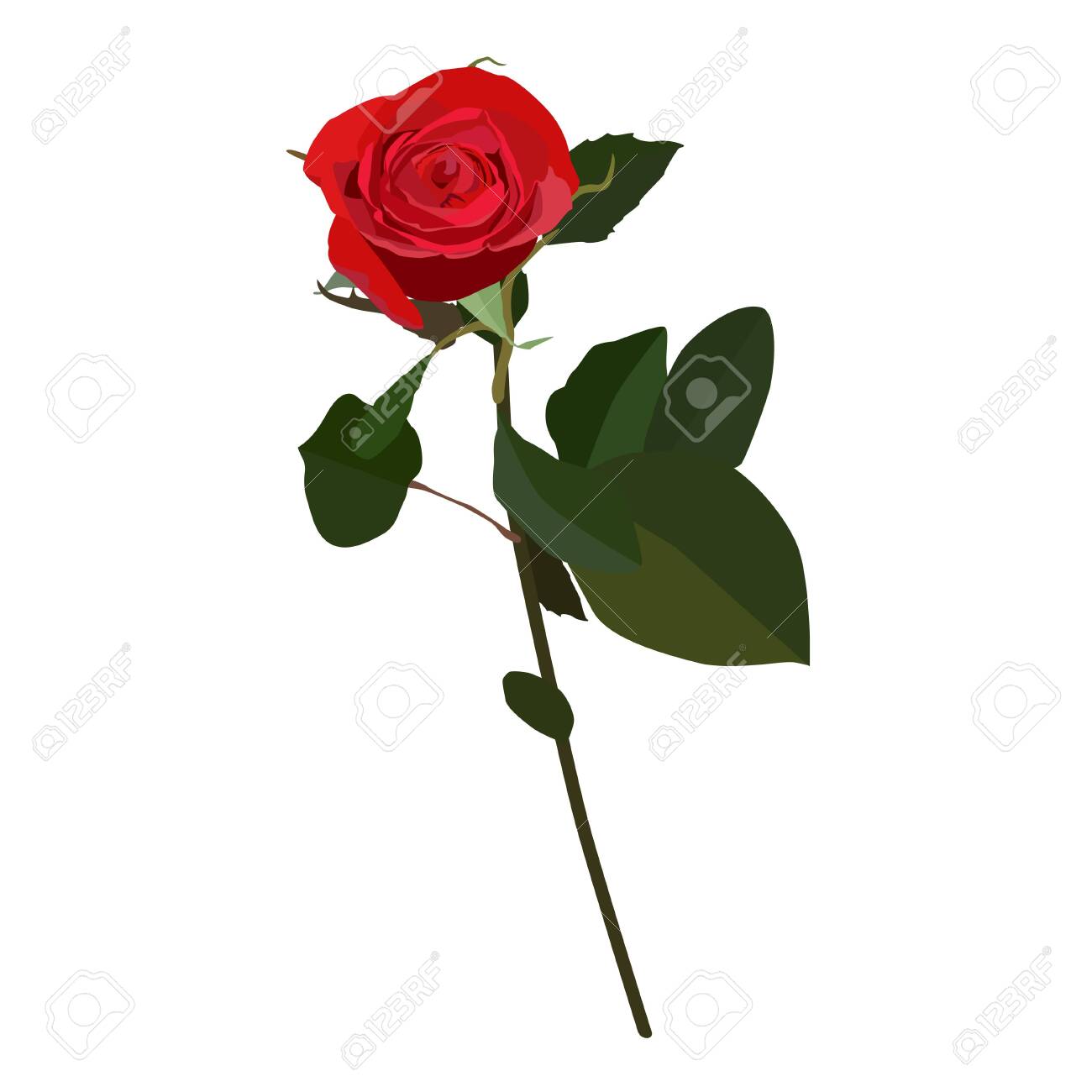 Blooming red rose, vector flat isolated illustration. Beautiful flower for greeting card, invitation, poster, banner. - 124100697 Blooming red rose, vector flat isolated illustration. Beautiful flower for greeting card, invitation, poster, banner. - 124100697