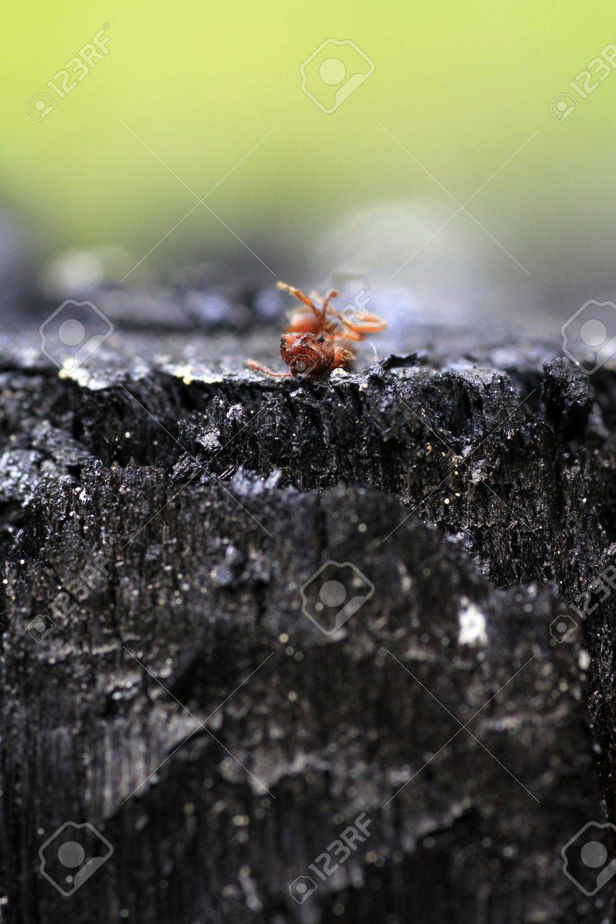 Fourmi Morte Dans La Nature Polluee Macro Banque D Images Et