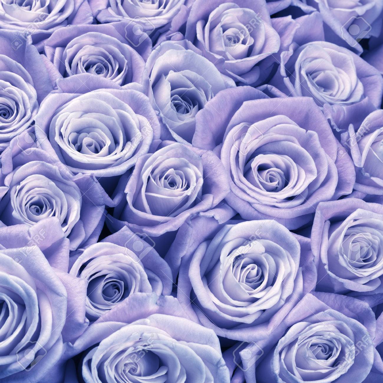 Immagini Stock Mazzo Di Lilla Di Colore Rosa Fiori Di Close Up Come Sfondo Immagine Filtrata Image 52442451