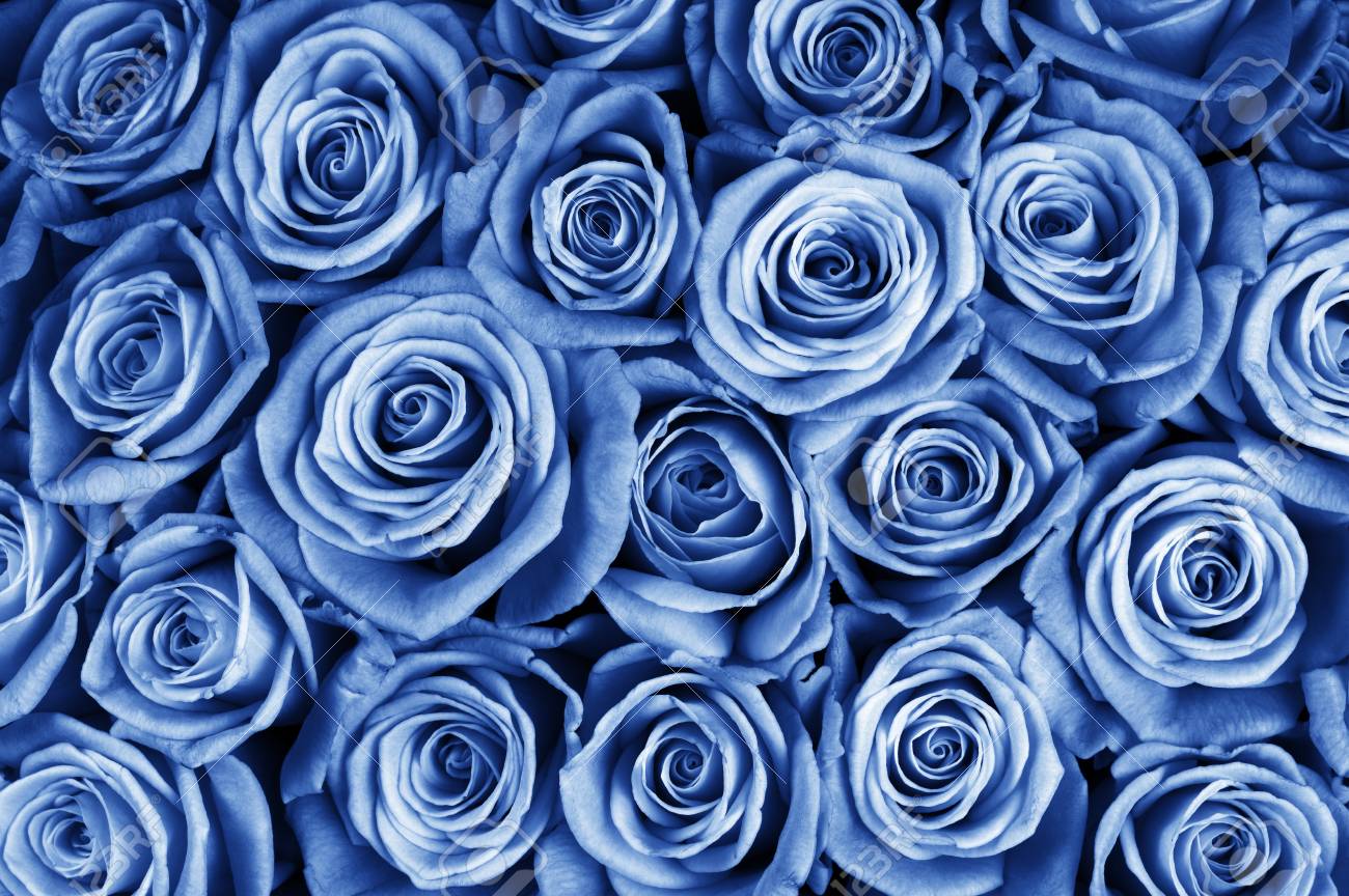 Immagini Stock Mazzo Di Primo Piano Dei Fiori Della Rosa Di Colore Blu Come Priorita Bassa Immagine Filtrata Image 55442430