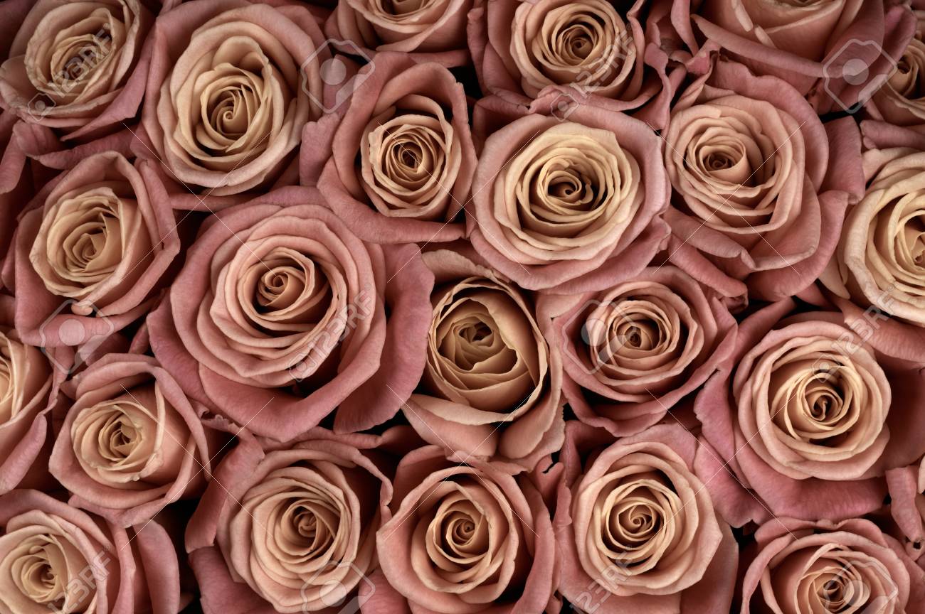 マルサラの束の色の背景としてばら色の花のクローズ アップ フィルターされたイメージ の写真素材 画像素材 Image