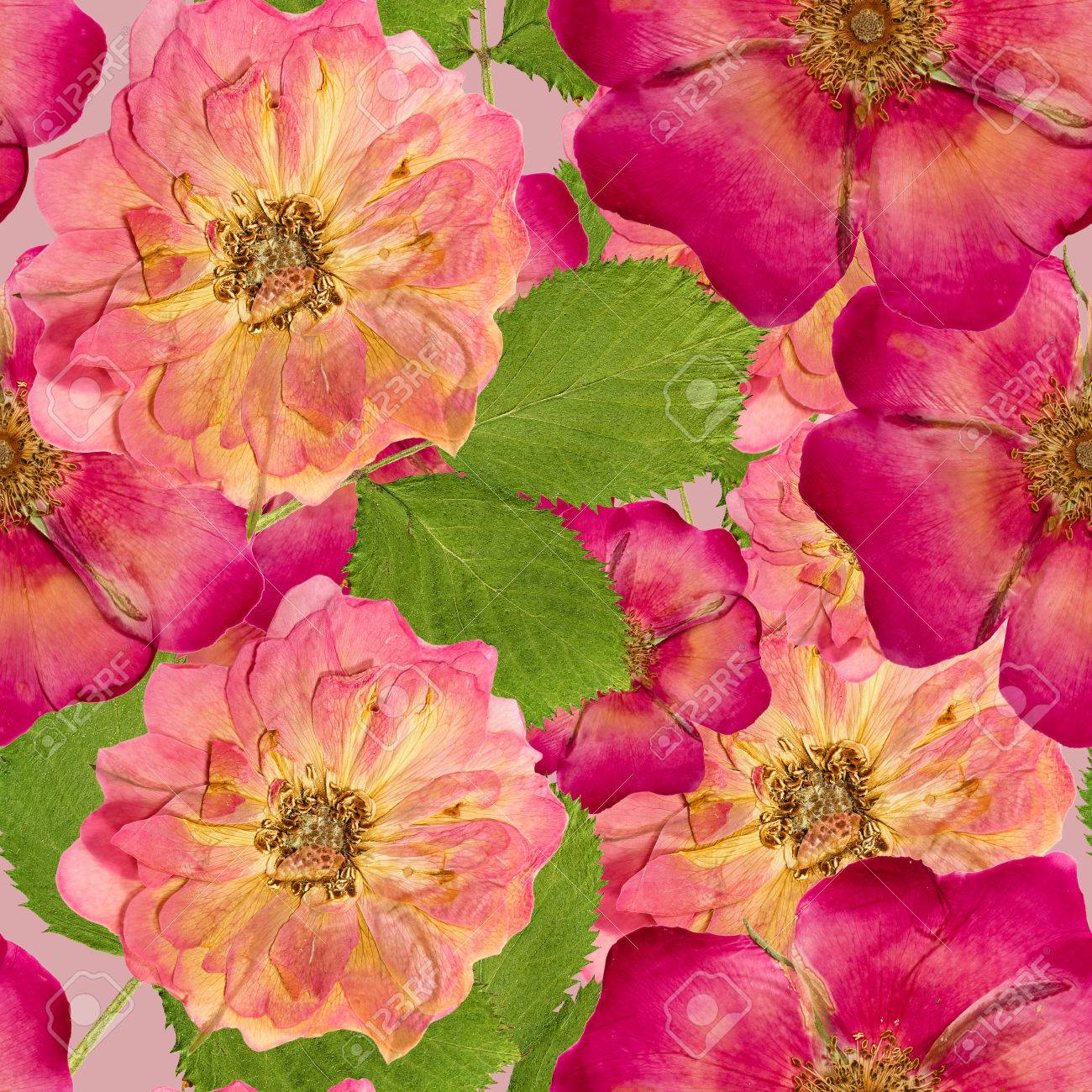 How to dry the dog rose How to dry the dog rose