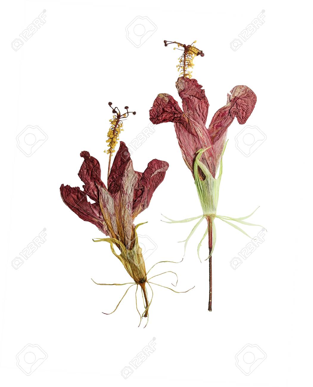 押すし 白い背景に分離されたドライフラワー ハイビスカス スクラップブッ キング フローリスト 押花 または標本に使用できます の写真素材 画像素材 Image