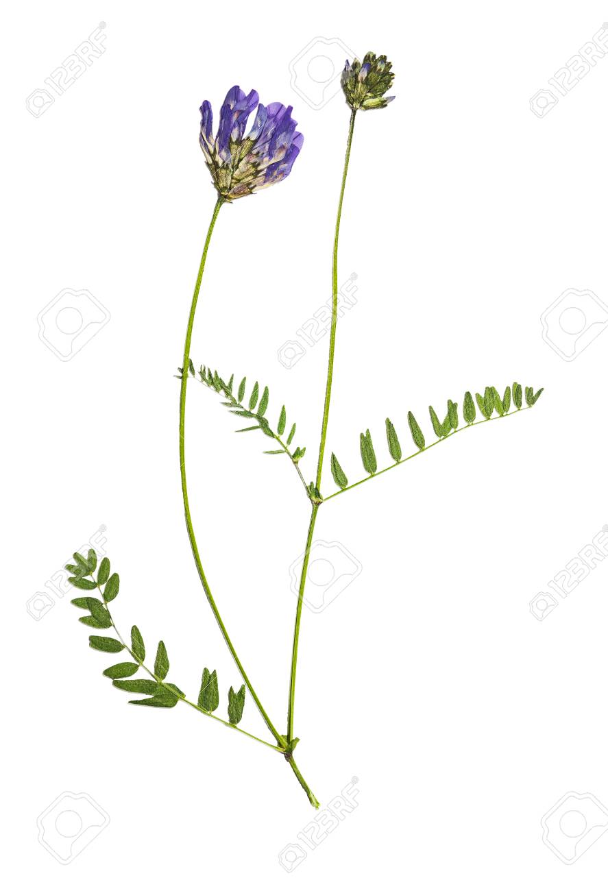 押されたとドライフラワー レンゲ レンゲ Dasyanthus 白い背景で隔離 フローリスト 押花 または標本を押された スクラップブッ キングで使用します の写真素材 画像素材 Image