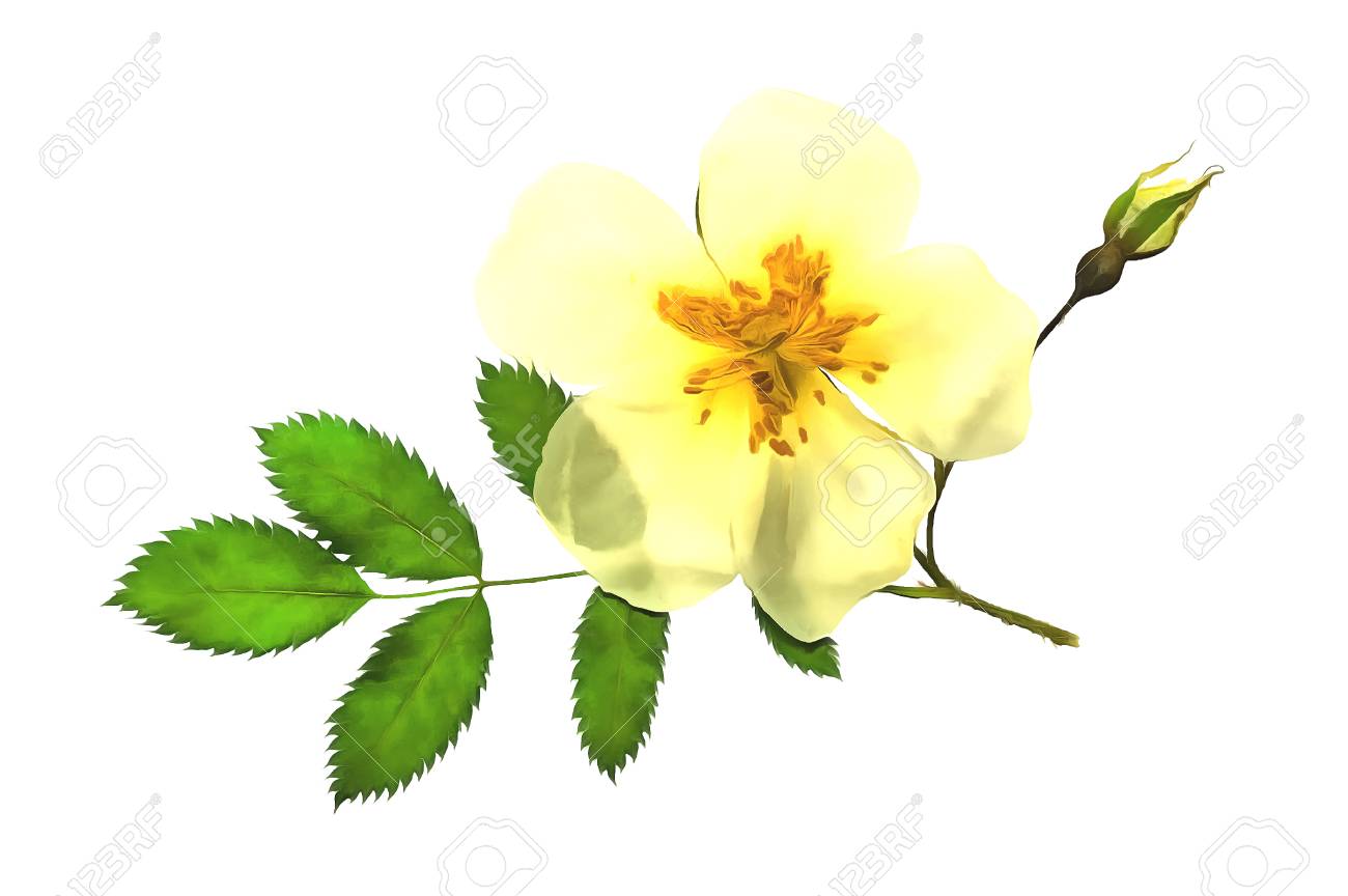 水彩模様野生のバラやブライアの花 リアルな花と葉 芽を出した鮮やかなイラスト エキゾチックなグラフィックの背景 壁紙 素晴らしいスタイリッシュな装飾的な背景 の写真素材 画像素材 Image