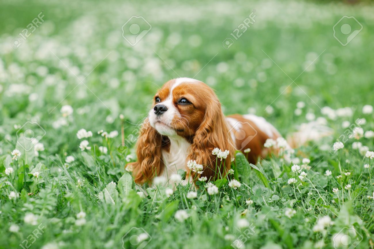 small cavalier king charles