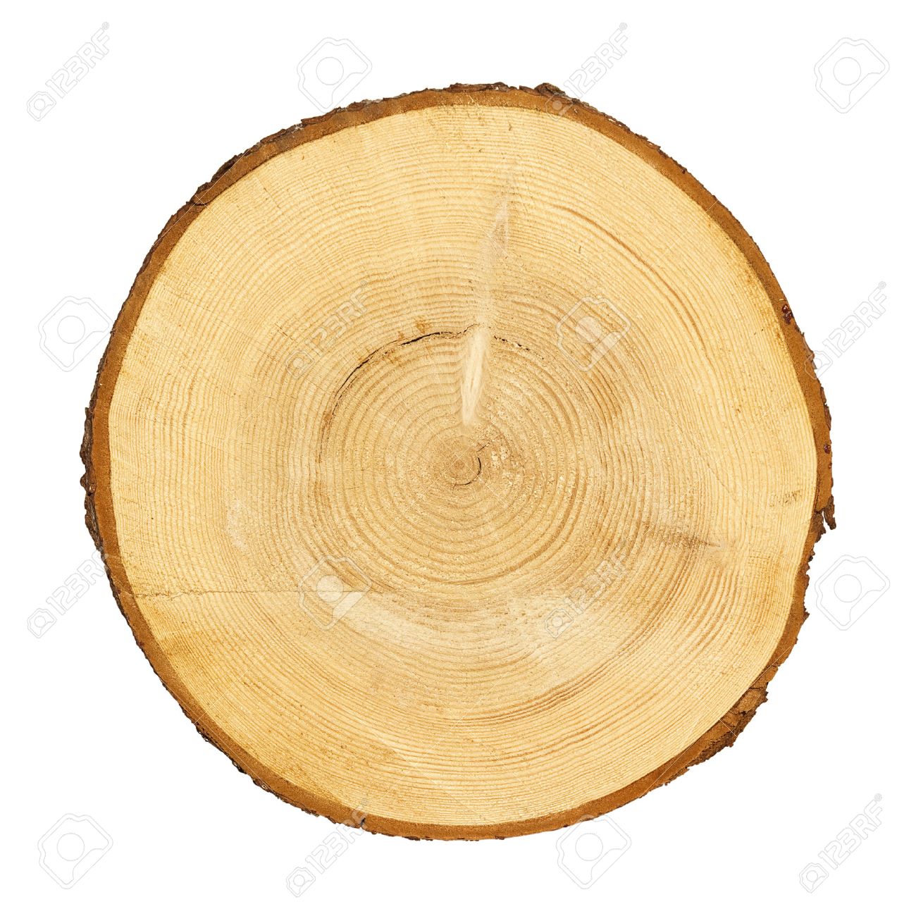 tree trunk cross section isolated on white clipping path included