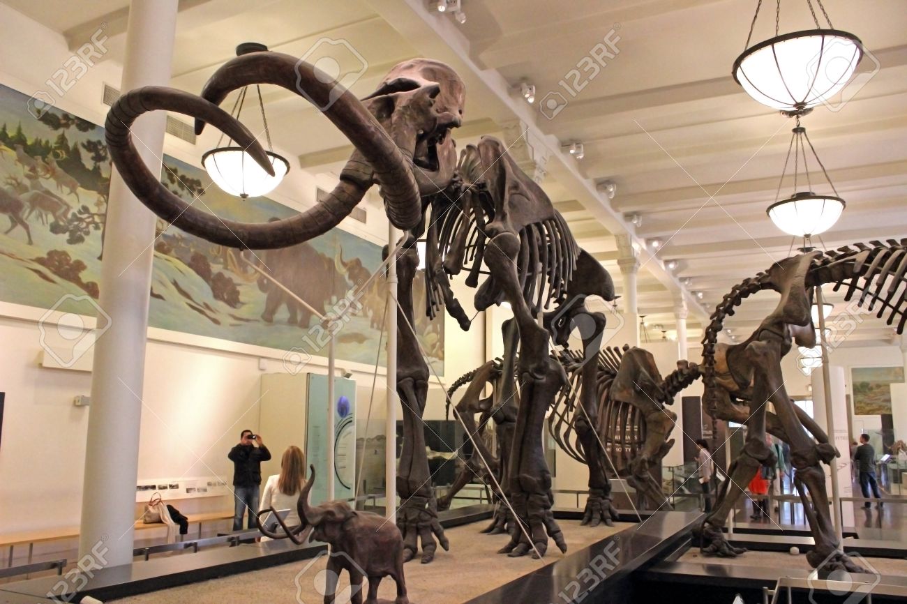 Visualizzazione di uno scheletro di mammut presso il Museo Americano di Storia Naturale di New York Archivio Fotografico mammut americano