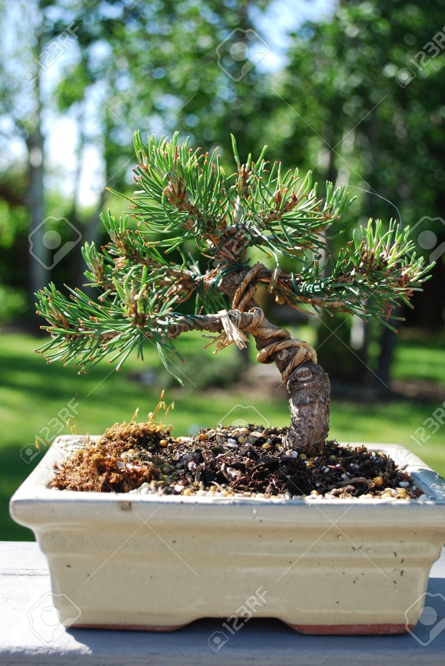 bonsai untersetzer rechteckig Bonsaischale rostfarben, 27cm rechteckig mit Untersetzer – Bonsai winkel