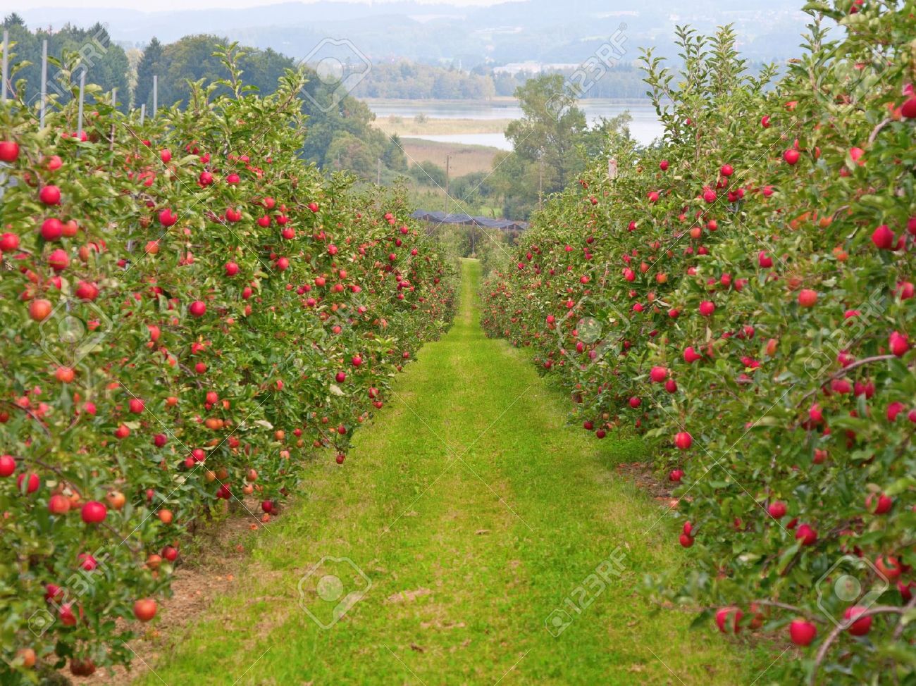 Apple Garden Full Of Riped Red Apples Stock Photo, Picture and Royalty Free  Image. Image 7764930.
