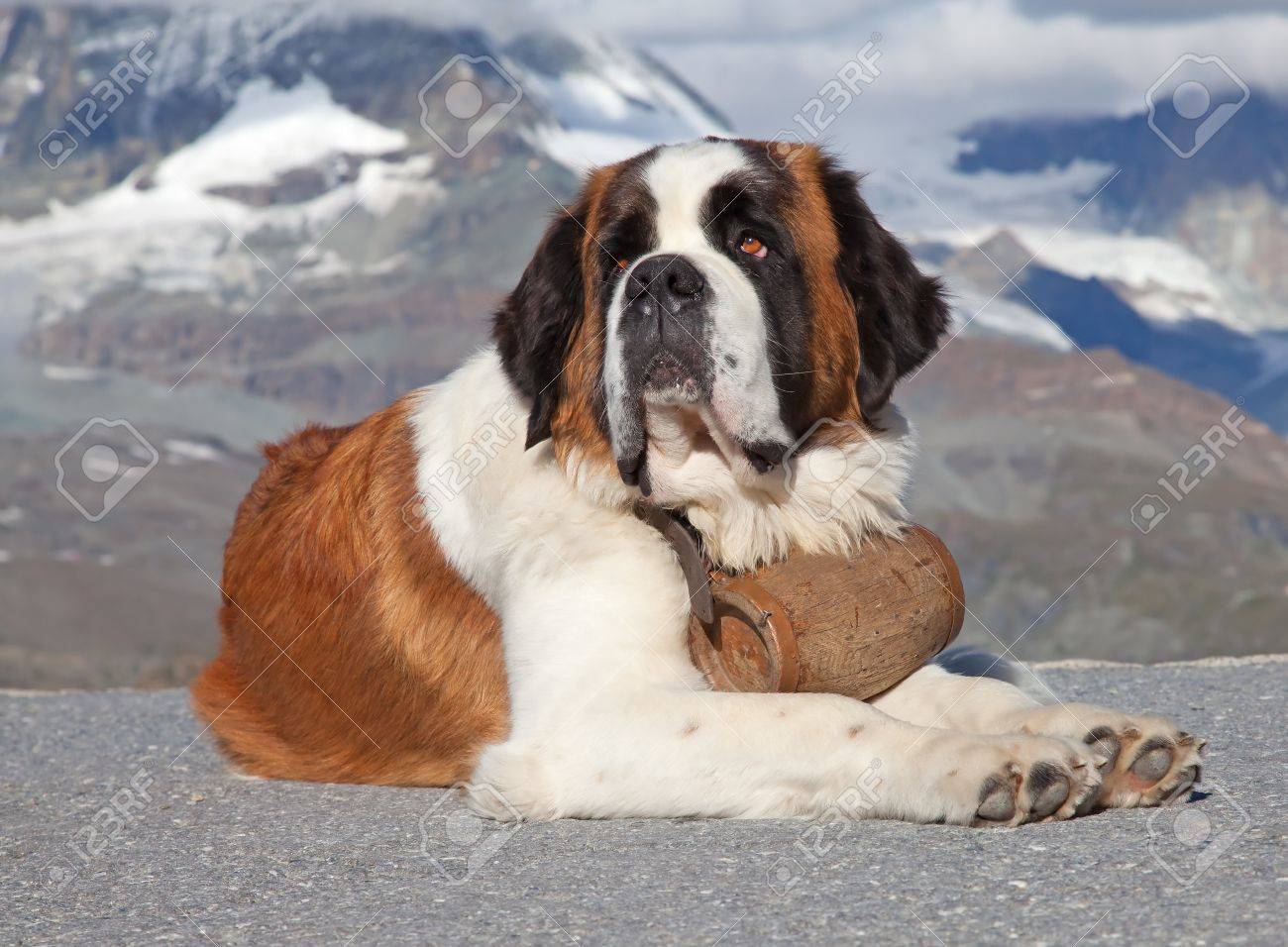 st bernard dog