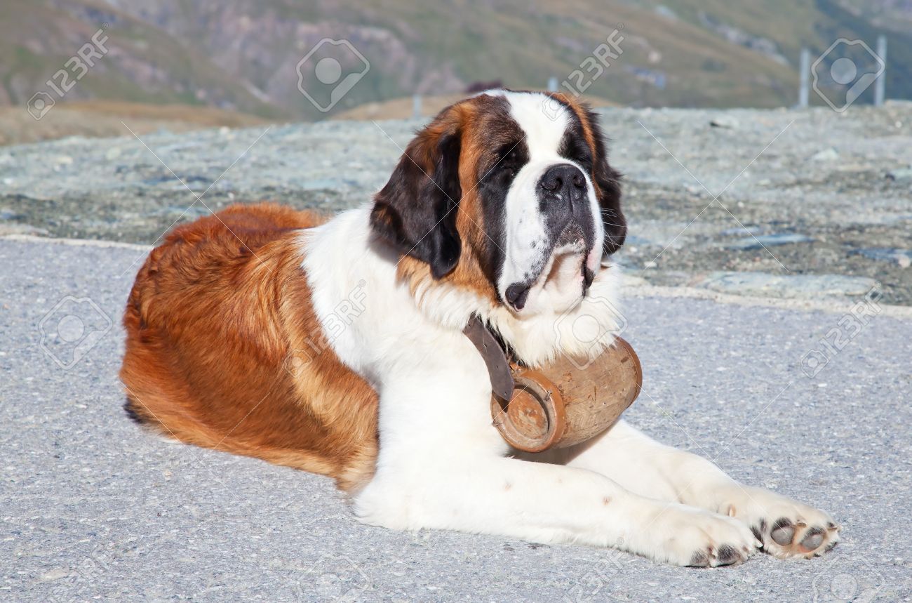 saint bernard rescue saint bernard rescue
