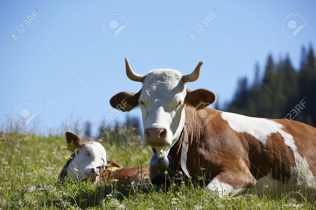 Brown white cow with horns in Bernese Alps, Switzerland - 104482115 Brown white cow with horns in Bernese Alps, Switzerland - 104482115