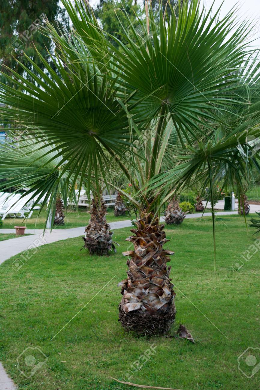 A Small Beautiful Palm Tree With Large Leaves Beautiful