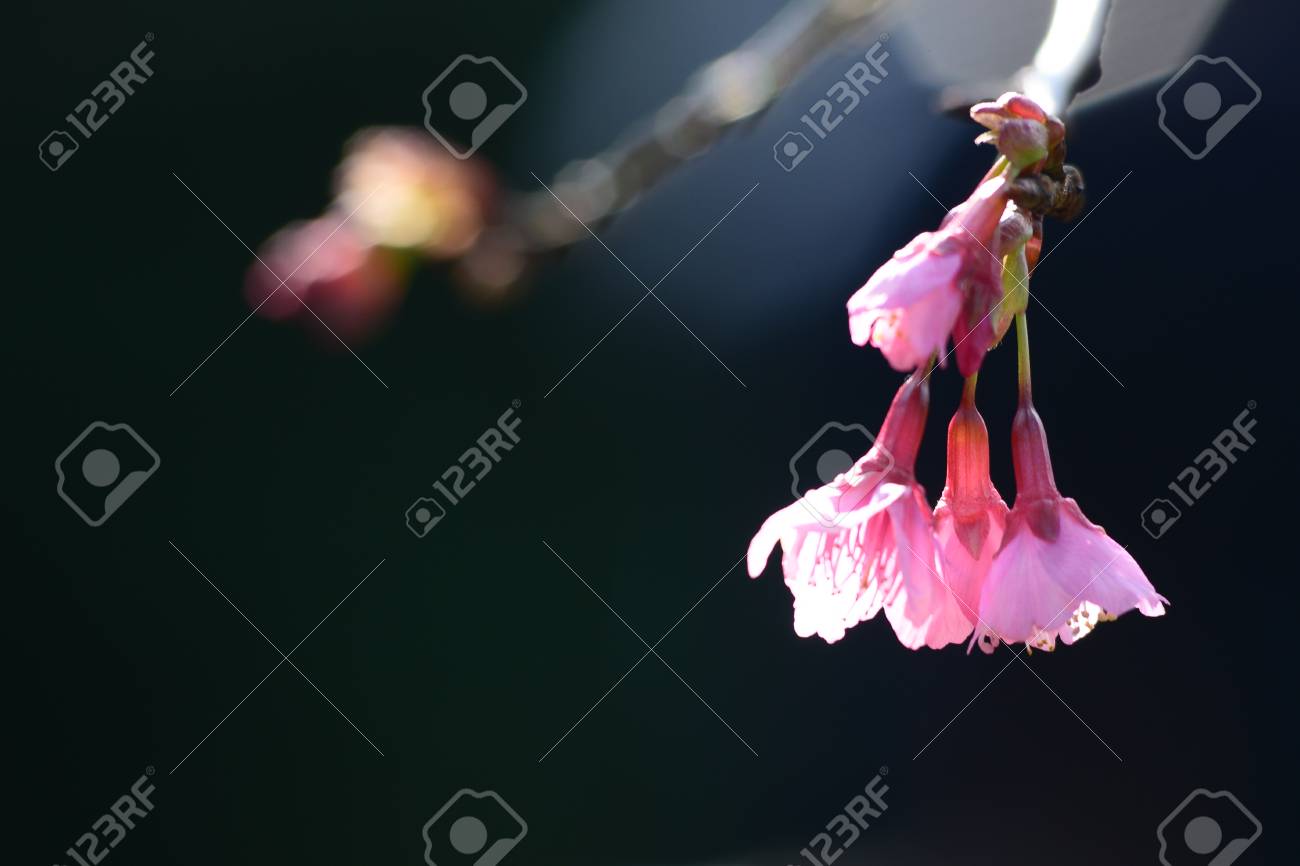 Belle Fleur De Cerisier Thaïlande Chiang Mai Thaïlande