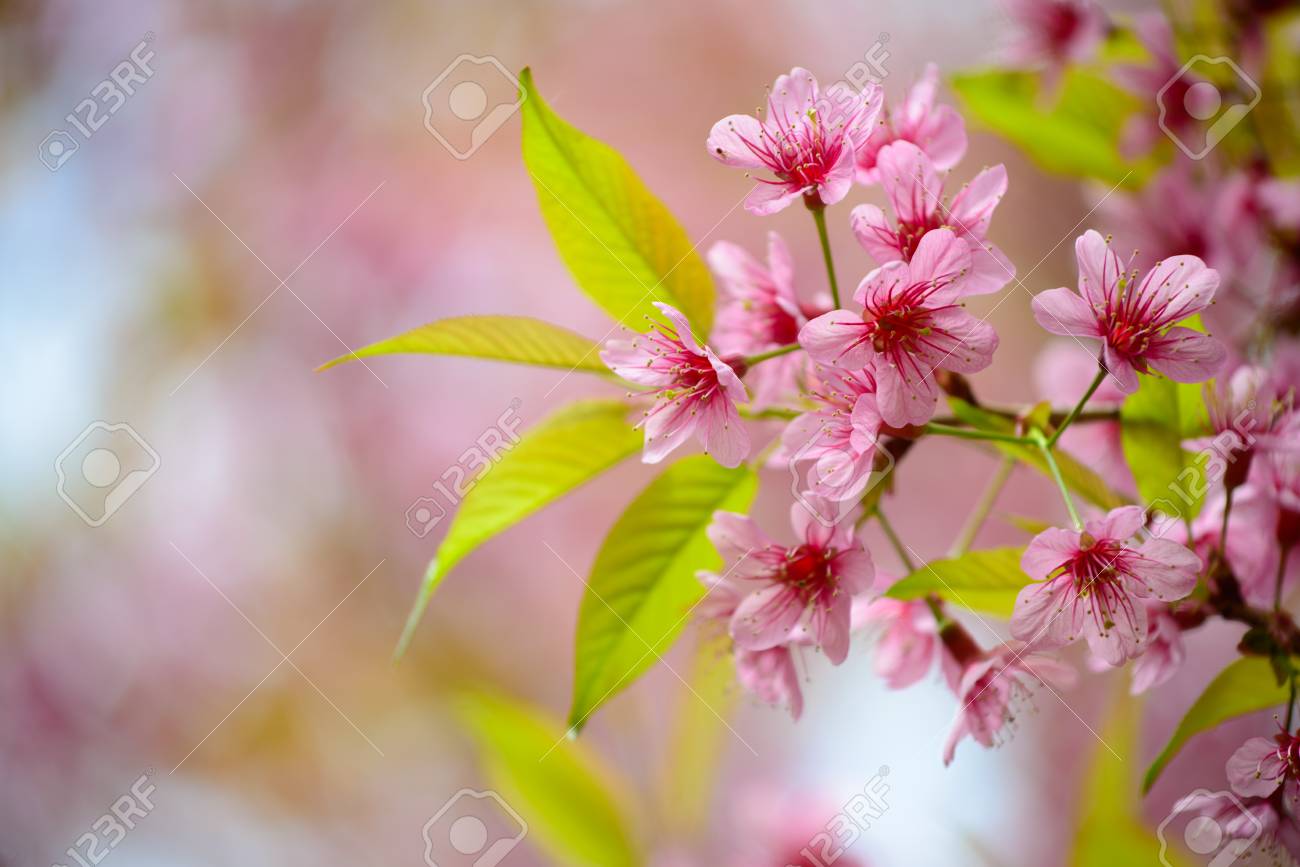 La Fleur De Cerisier Belle De La Thaïlande Chiang Mai Thaïlande