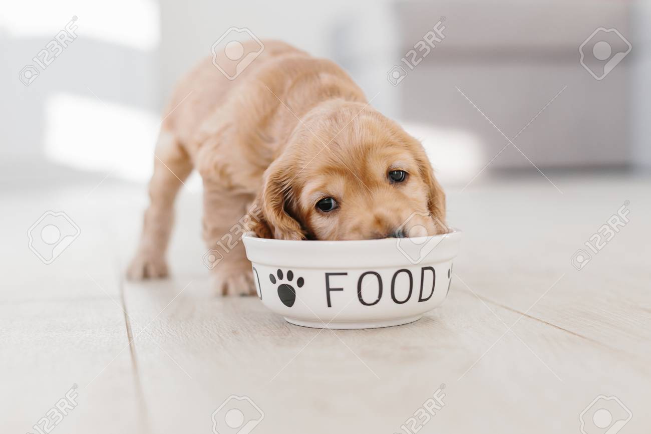 cocker spaniel feeding bowls