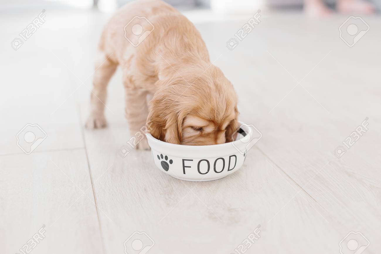cocker spaniel feeding bowls
