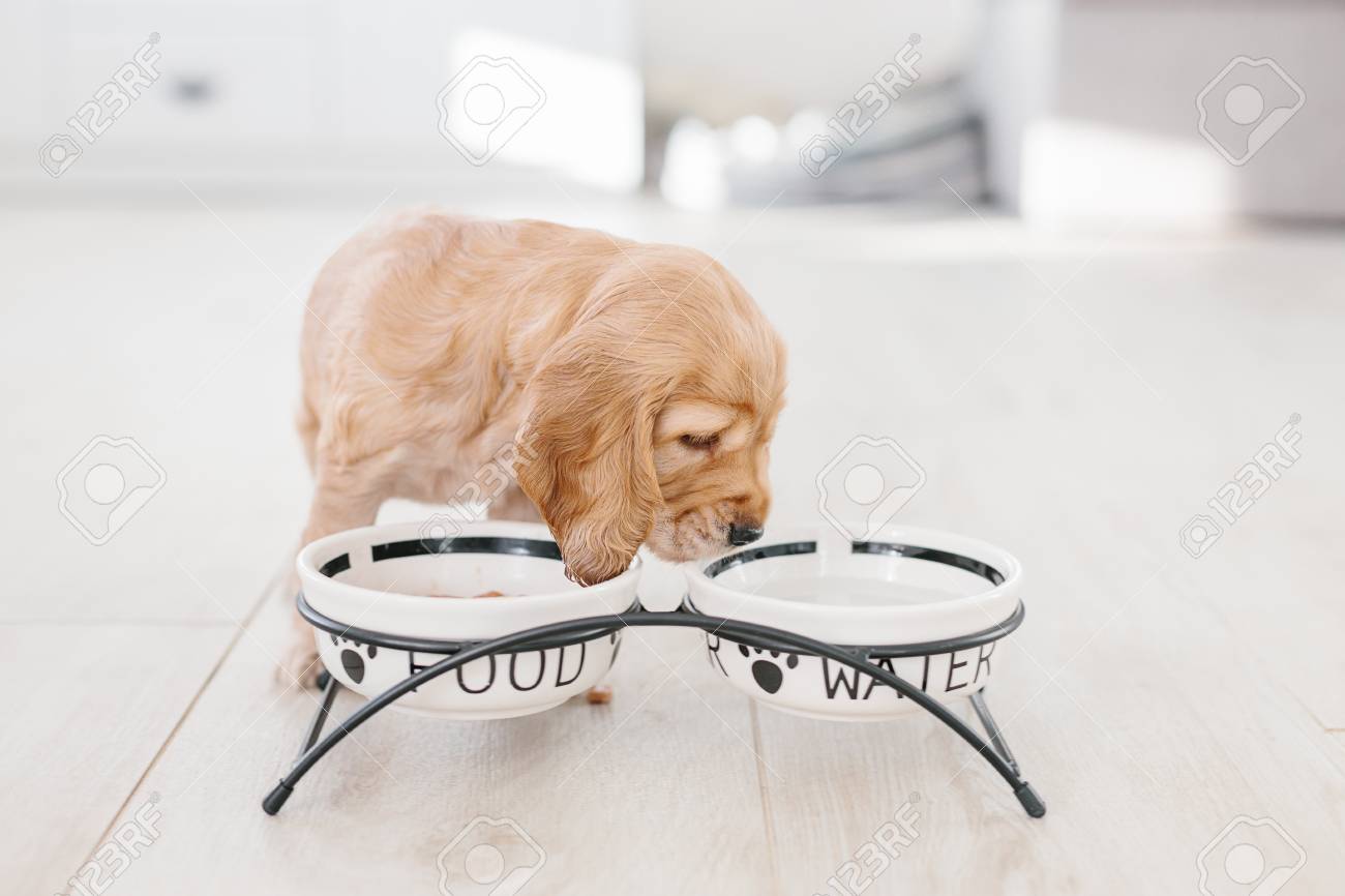 cocker spaniel drinking bowl