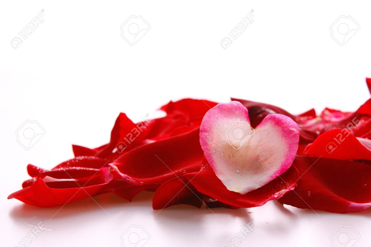 Petales De Rose Rouges Et Coeur D Amour Isole Sur Fond Blanc Carte De Saint Valentin Banque D Images Et Photos Libres De Droits Image Petales De Rose Rouges Et Coeur D Amour Isole Sur Fond Blanc Carte De Saint Valentin Banque D Images Et Photos Libres De Droits Image