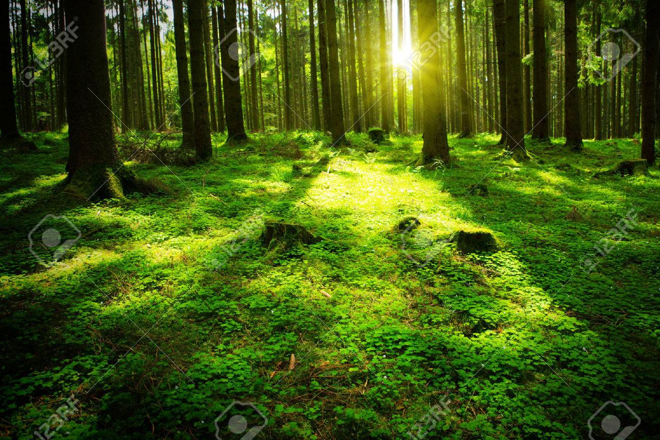 Beautiful nature at morning in the misty summer forest with sun rays. - 46786276 Beautiful nature at morning in the misty summer forest with sun rays. - 46786276