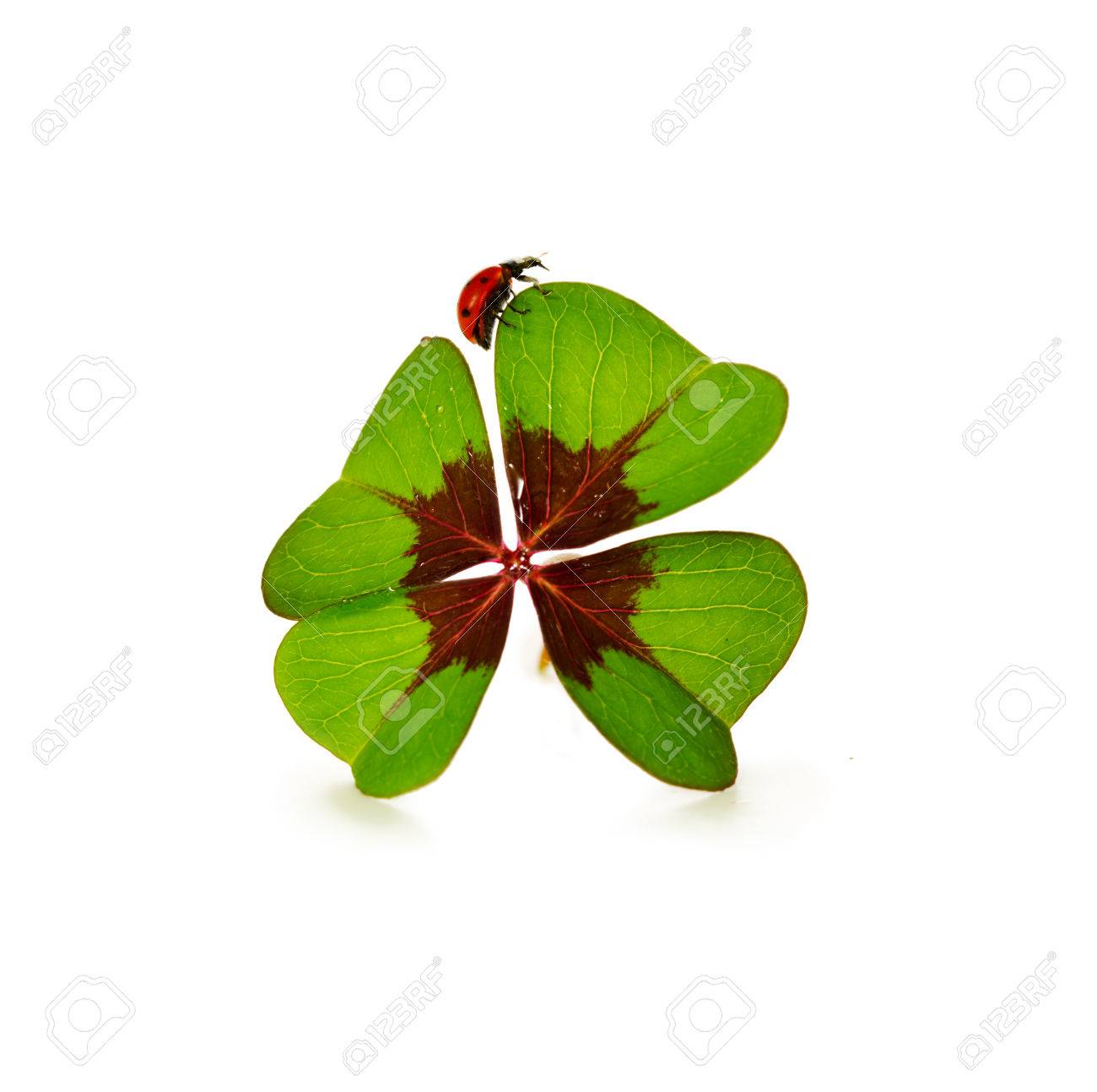 4 つ葉のクローバーとてんとう虫の白い背景で隔離 白い背景の上のてんとう虫の緑のクローバーの葉 ラッキー チャーム の写真素材 画像素材 Image