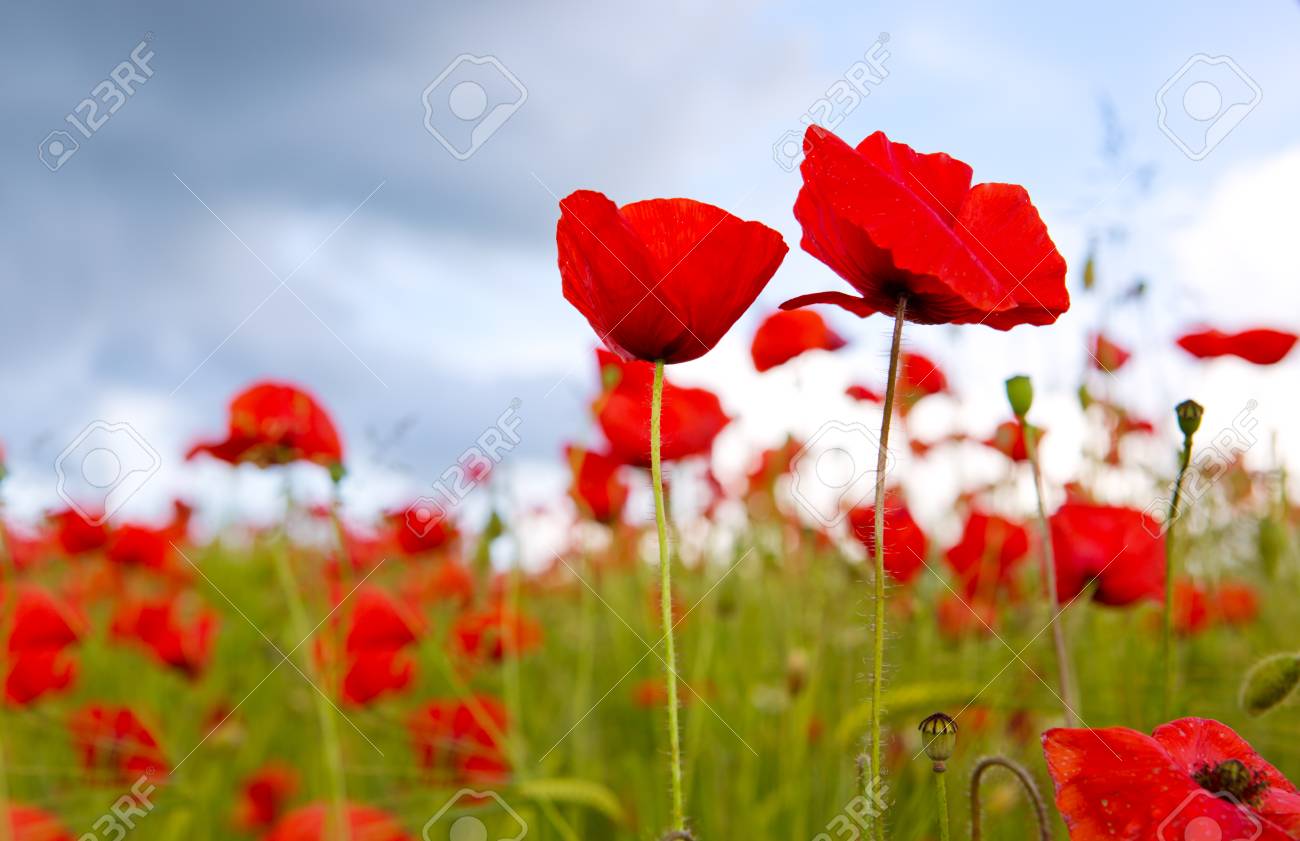 青空に赤いケシの花 グリーン フィールドのポピー の写真素材 画像素材 Image