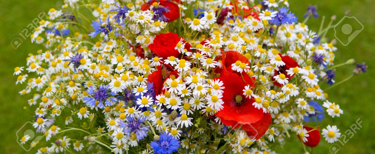 Bouquet De Fleurs Sauvages Avec Des Coquelicots Marguerites Et De Bleuets Fleurs Sauvages Isoles Sur Fond Vert Banque D Images Et Photos Libres De Droits Image 59709316