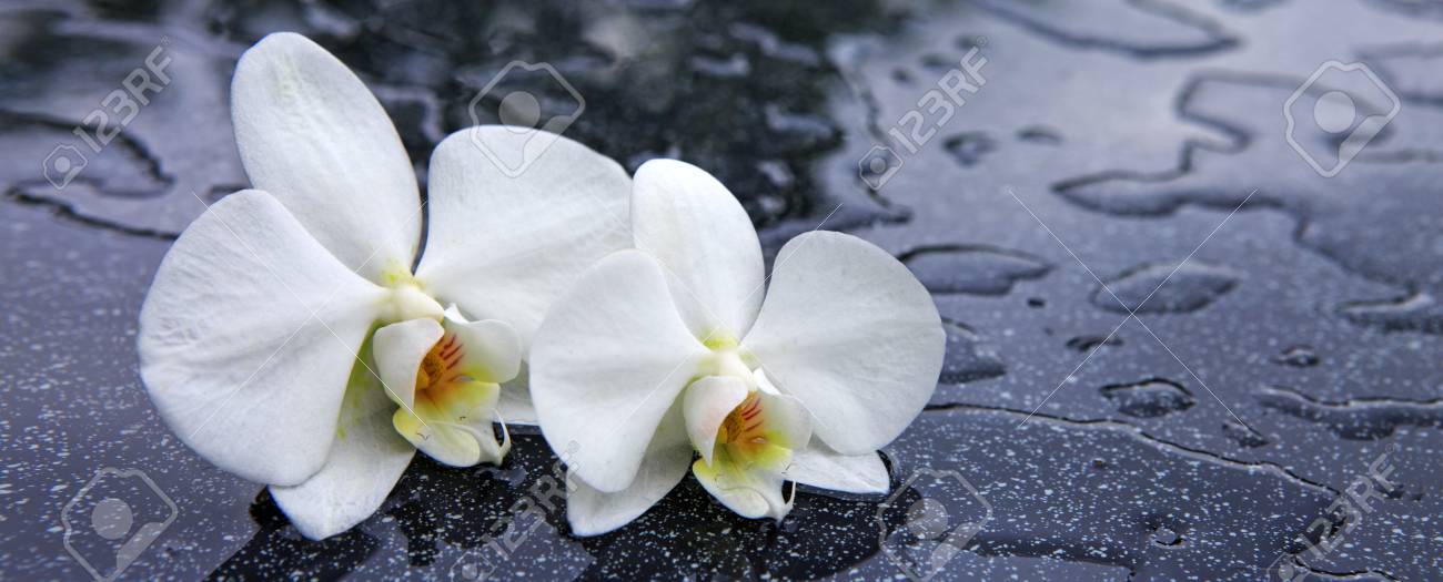 Weisse Orchidee Blumen Auf Schwarzem Hintergrund Lizenzfreie Fotos Bilder Und Stock Fotografie Image 63266932