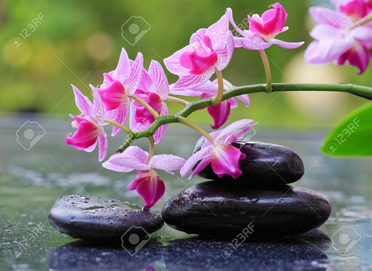 Flores De Orquídea Rosa Y Piedras De Spa Con Gotas De Agua Aisladas Sobre Fondo Borroso. Fotos, Retratos, Imágenes Y Fotografía De Archivo Libres De Derecho. Image 82699993. Flores De Orquídea Rosa Y Piedras De Spa Con Gotas De Agua Aisladas Sobre Fondo Borroso. Fotos, Retratos, Imágenes Y Fotografía De Archivo Libres De Derecho. Image 82699993.