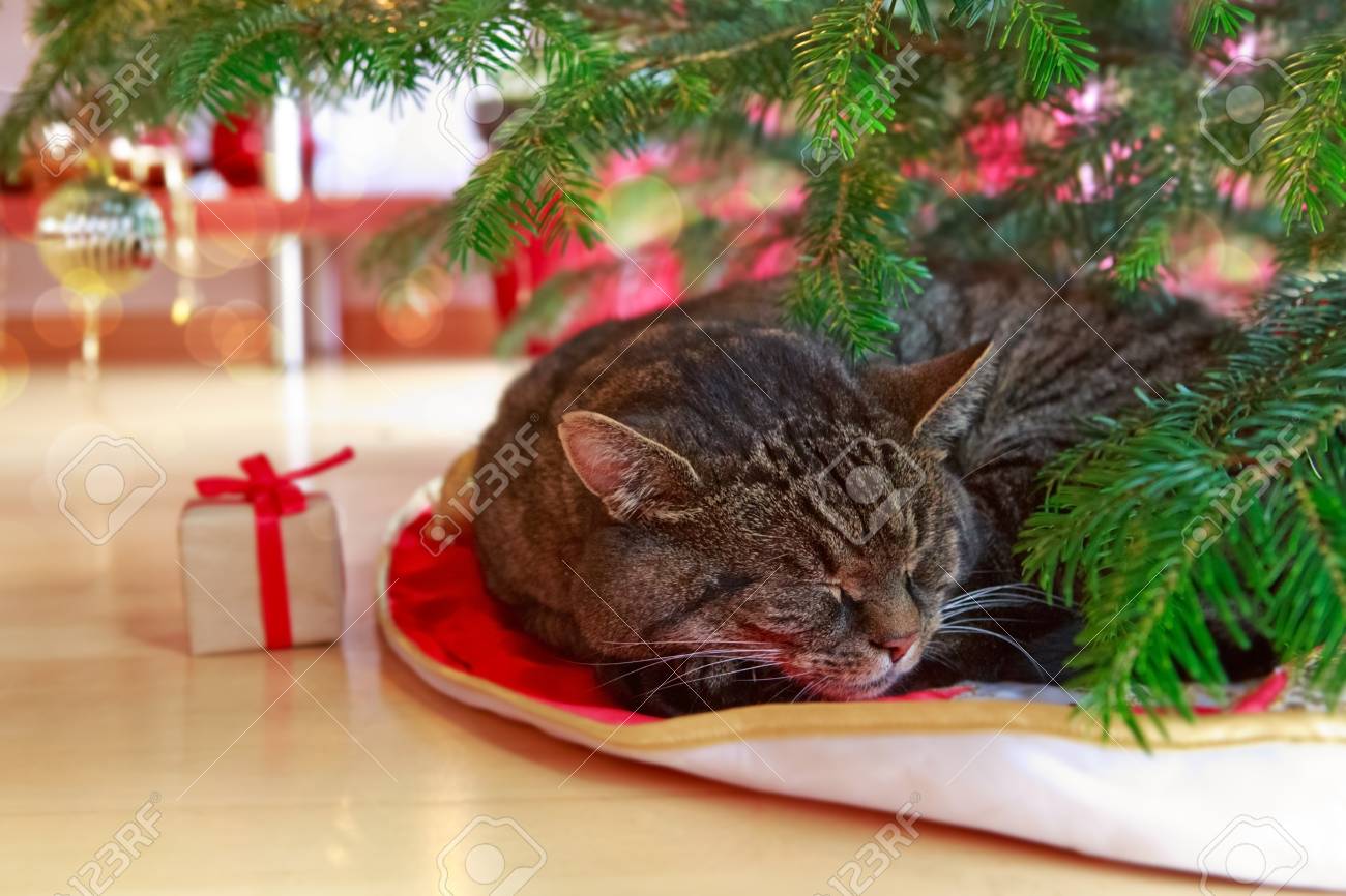 cat under christmas tree