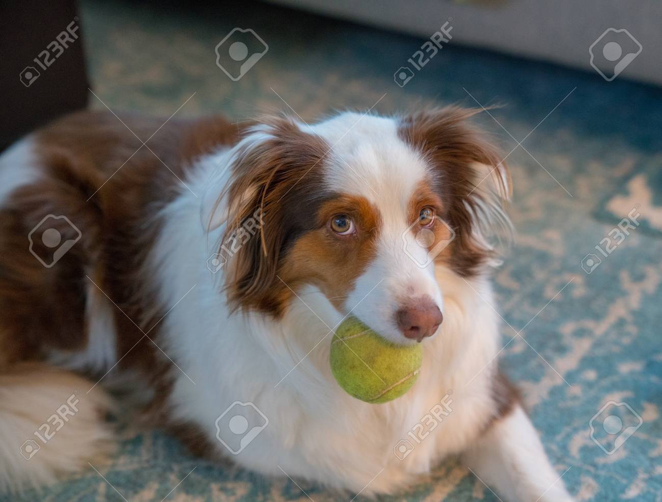 Australian Shepherd Border Collie Mix Photo, Picture And Royalty Free Image 97528665.