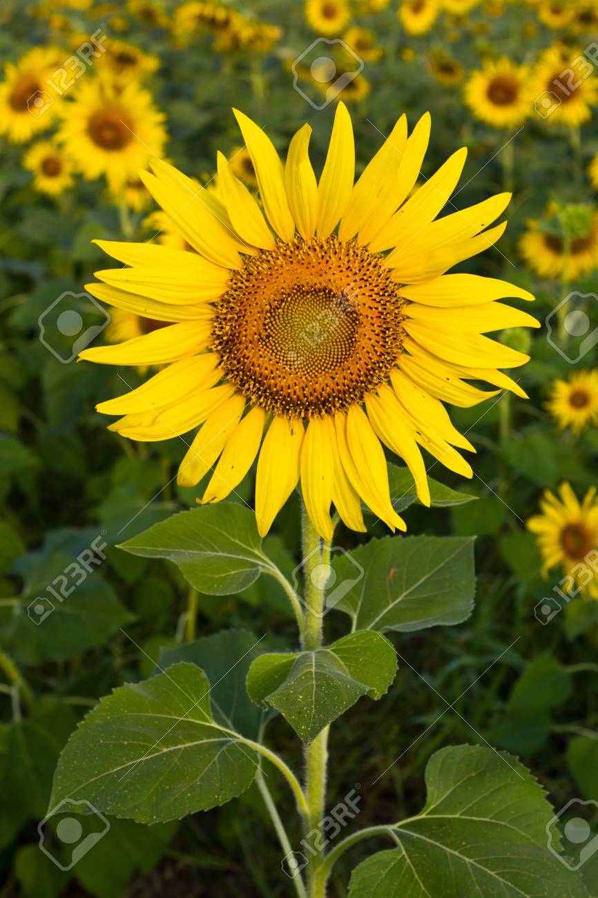 Hochzeit Fotohintergrund Fmarui Sonnenblumen-Hintergrund 2,1x1,5m -  Naturlandschaft Für Fotos \u0026 Dekoration Foto Studio Hintergrund, image size:866x1300