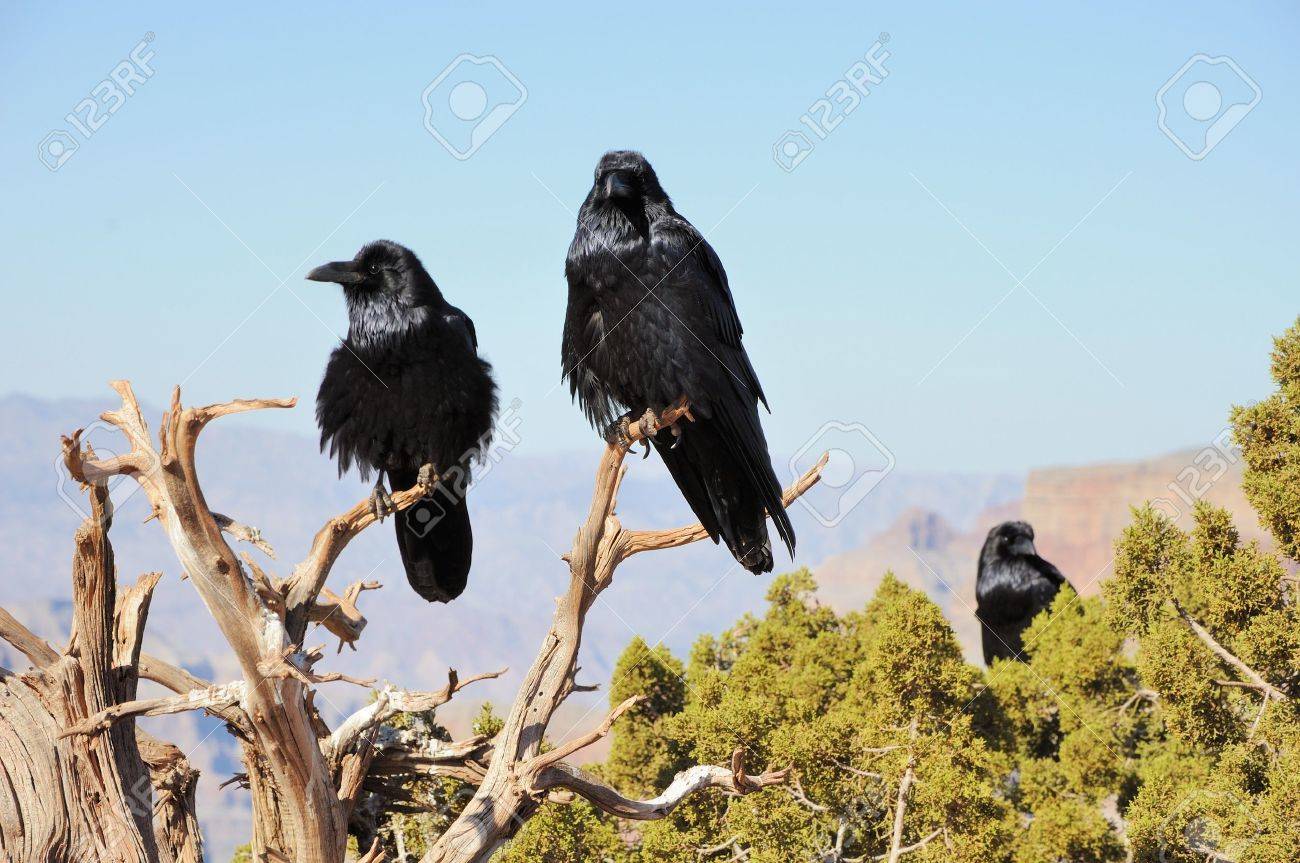 three big crows sitting on the juniper branch and mountains far behind - 11385075 three big crows sitting on the juniper branch and mountains far behind - 11385075