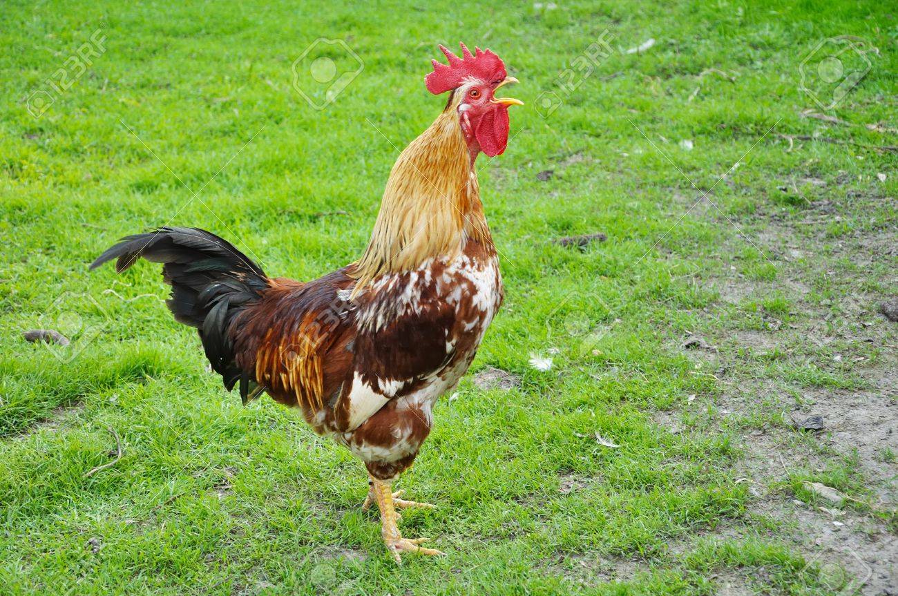 domestick bright cock crowing on green grass background - 13965842 domestick bright cock crowing on green grass background - 13965842