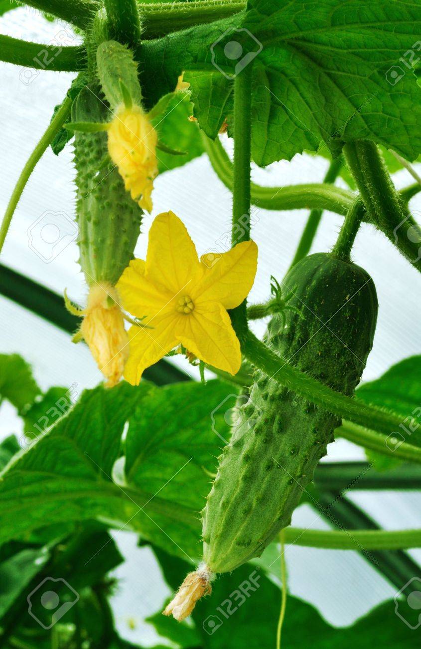 big and young cucumbers its flower in greenhouse - 14641222 big and young cucumbers its flower in greenhouse - 14641222